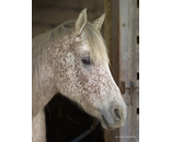 Appaloosa Horse