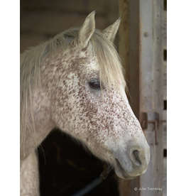 Appaloosa Horse