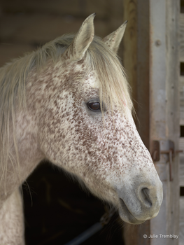 Appaloosa Horse