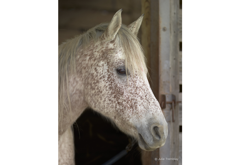 Appaloosa Horse