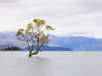 Willow Tree