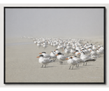 Most Popular/ stock items Royal Tern