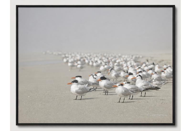 Most Popular/ stock items Royal Tern