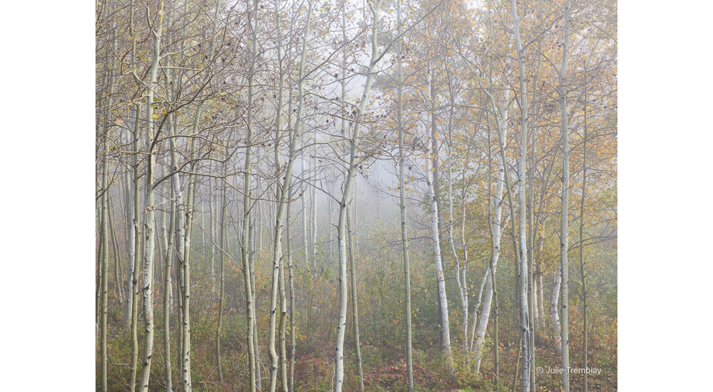 Limited Birch