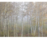 Limited Birch