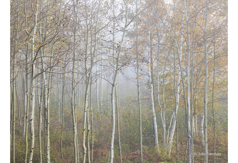 Limited Birch