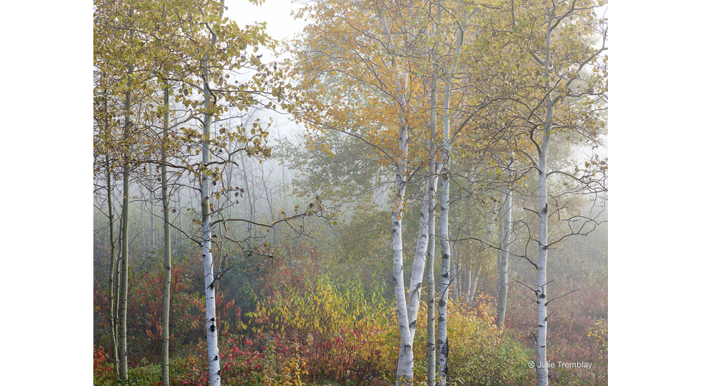 Most Popular/ stock items Foliage