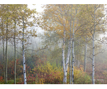 Most Popular/ stock items Foliage