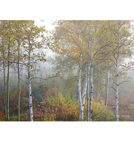 Most Popular/ stock items Foliage