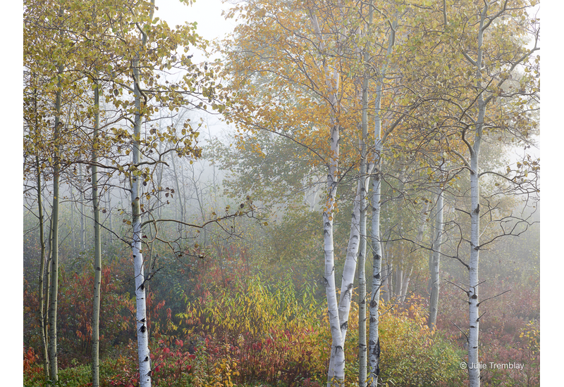 Most Popular/ stock items Foliage