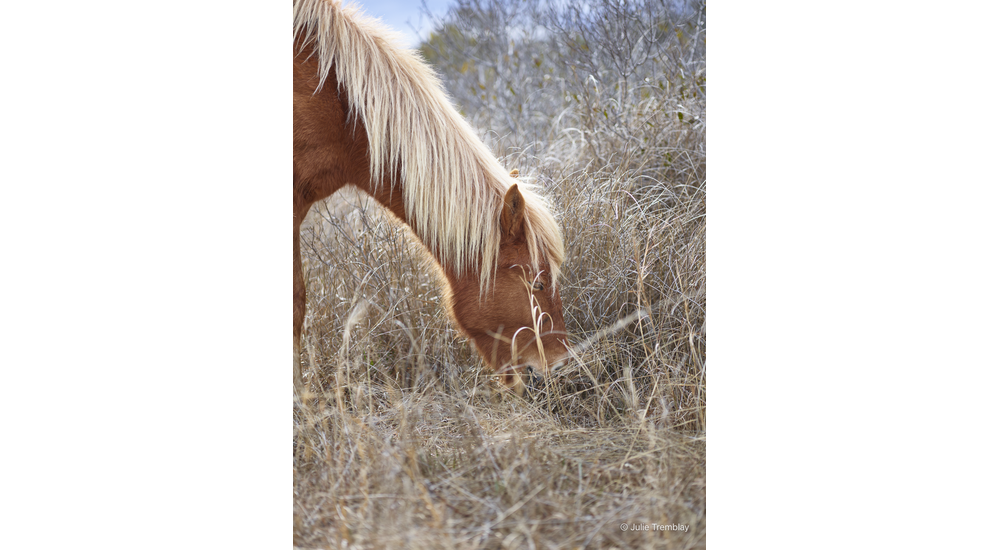 Horse Mane