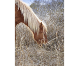 Horse Mane