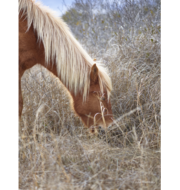 Horse Mane