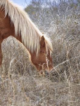 Horse Mane