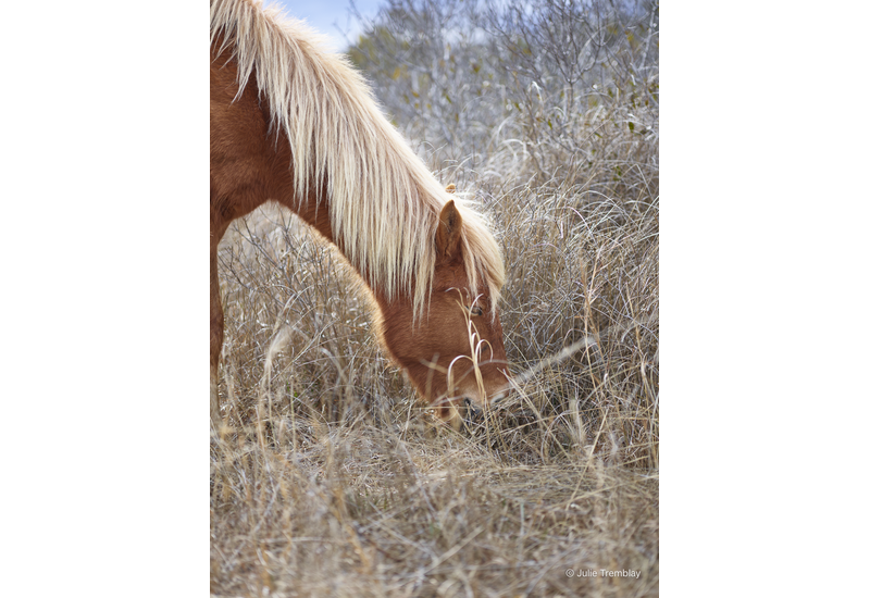 Horse Mane
