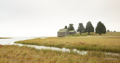 Wetland