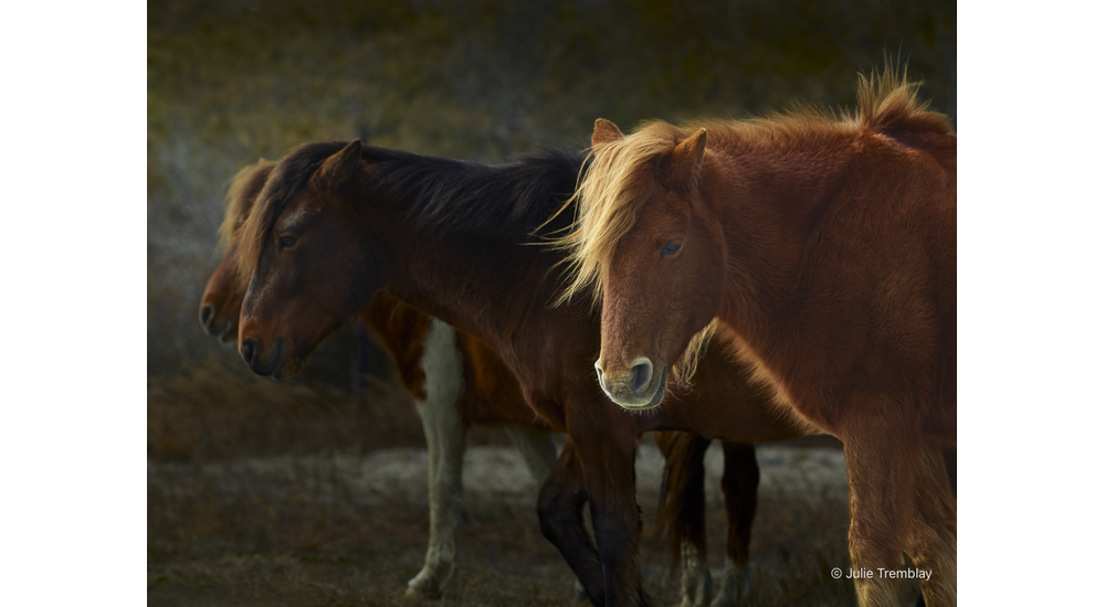 Wild Pony
