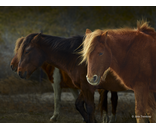 Wild Pony
