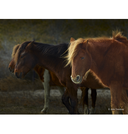 Wild Pony