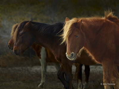 Wild Pony