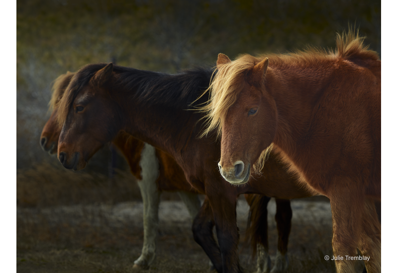 Wild Pony