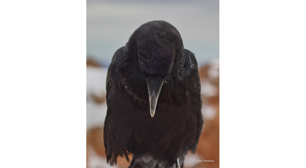 Most Popular/ stock items Raven