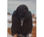 Most Popular/ stock items Raven