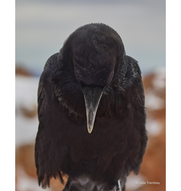 Most Popular/ stock items Raven