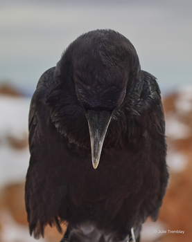 Raven