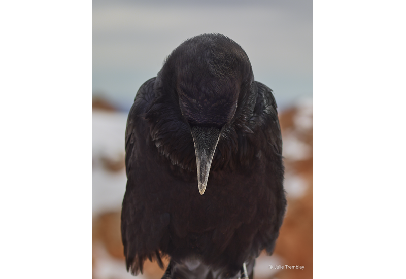 Most Popular/ stock items Raven