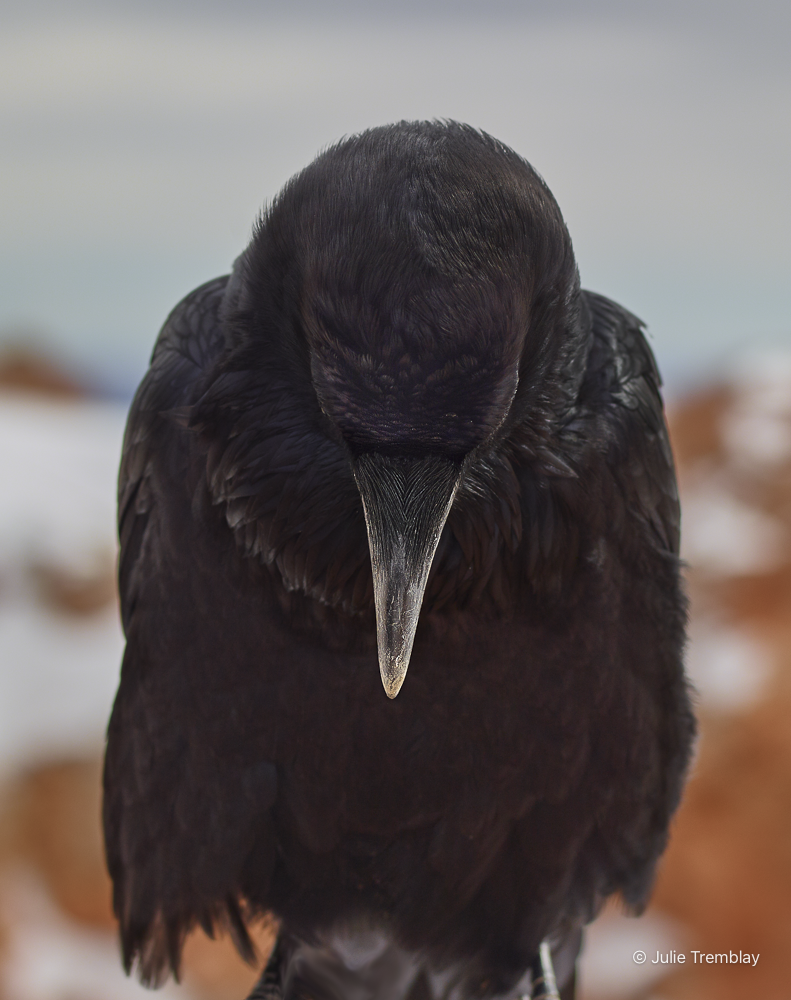 Most Popular/ stock items Raven