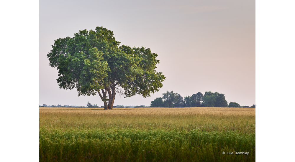 Most Popular/ stock items OH Tree