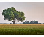 Most Popular/ stock items OH Tree