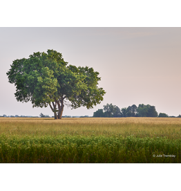 Most Popular/ stock items OH Tree