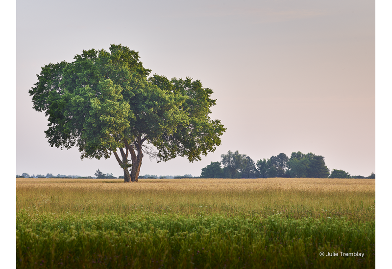 Most Popular/ stock items OH Tree