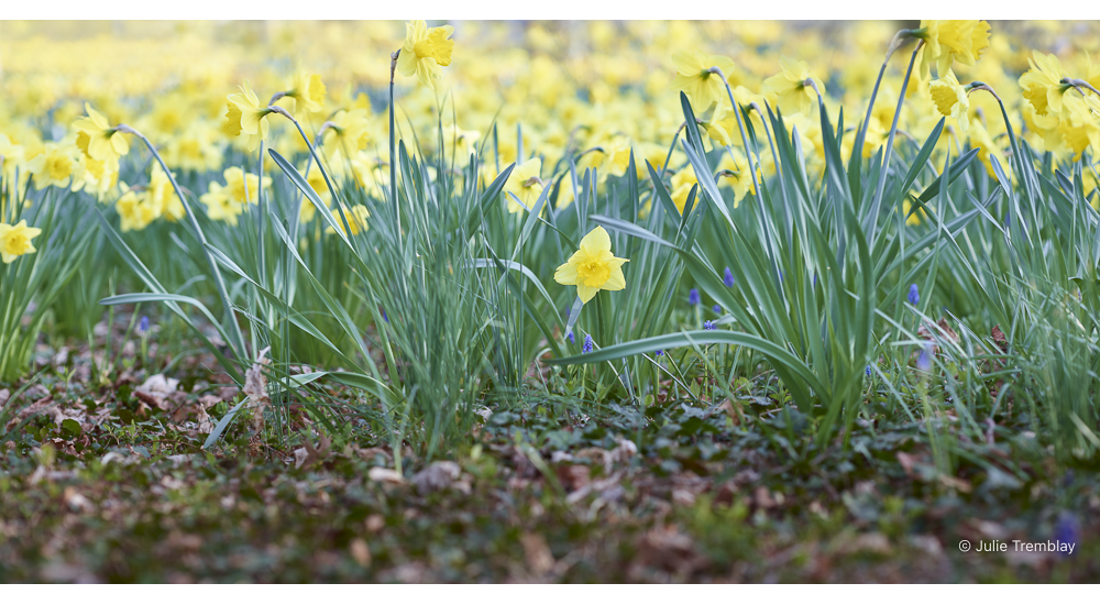 Most Popular/ stock items Daffodil