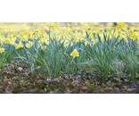 Most Popular/ stock items Daffodil