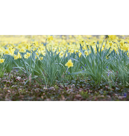 Most Popular/ stock items Daffodil