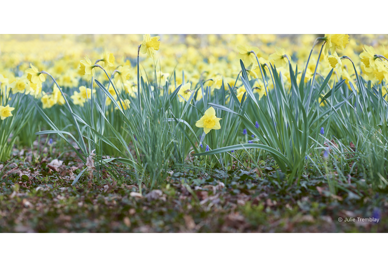 Most Popular/ stock items Daffodil