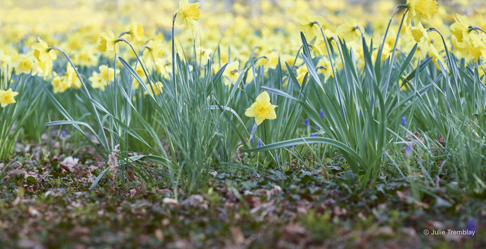 Most Popular/ stock items Daffodil