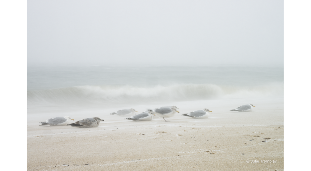 Most Popular/ stock items Sea Gulls Storm