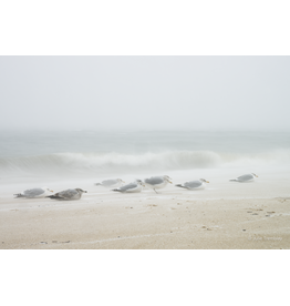 Most Popular/ stock items Sea Gulls Storm