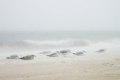 Sea Gulls Storm