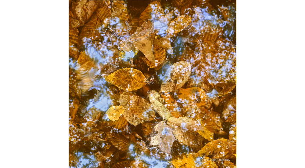 Leaves