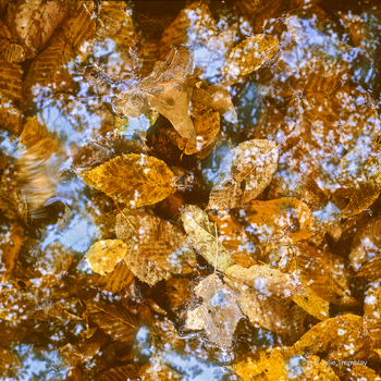 Leaves