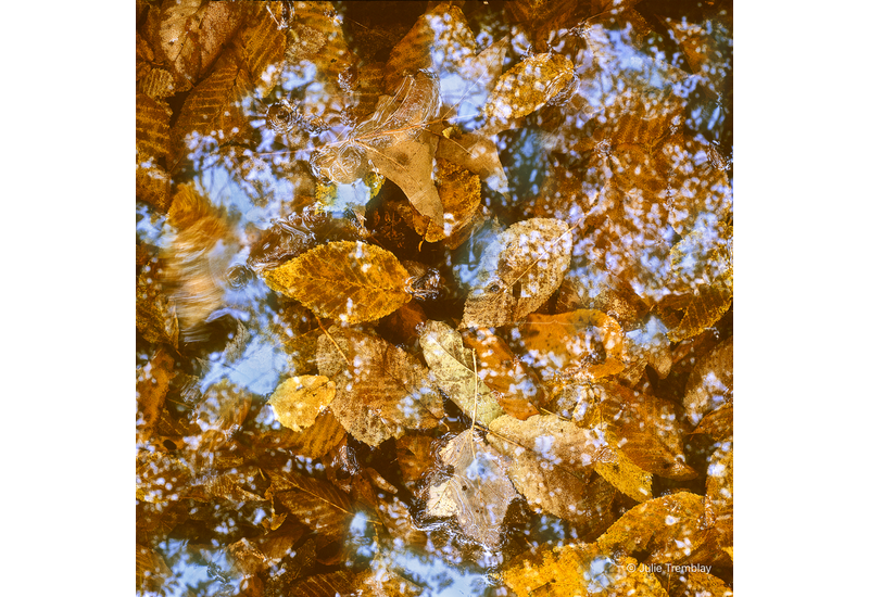 Leaves