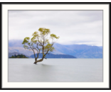 Willow Tree