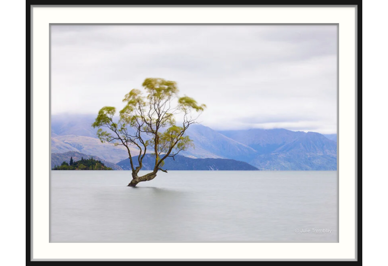Willow Tree