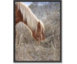 Horse Mane