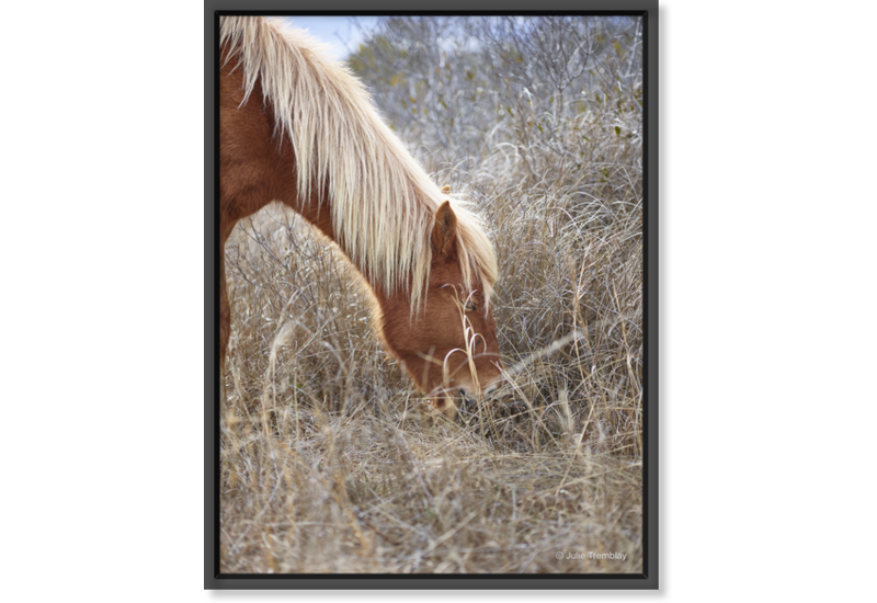 Horse Mane
